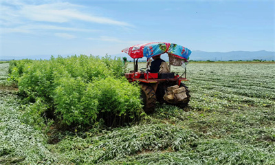 致富种植艾草图片_艾草怎么种植致富_致富种植艾草视频