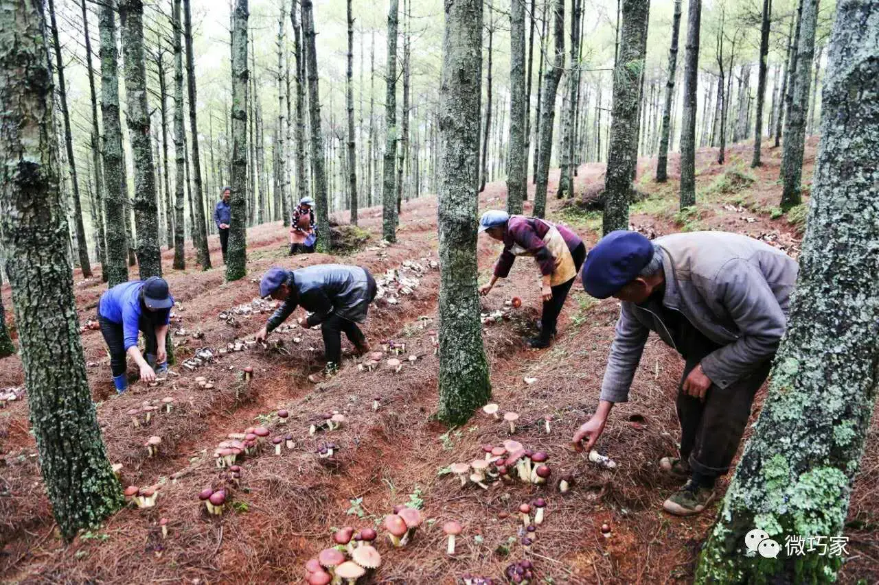 云南种植什么致富_云南种树致富_云南种植商机