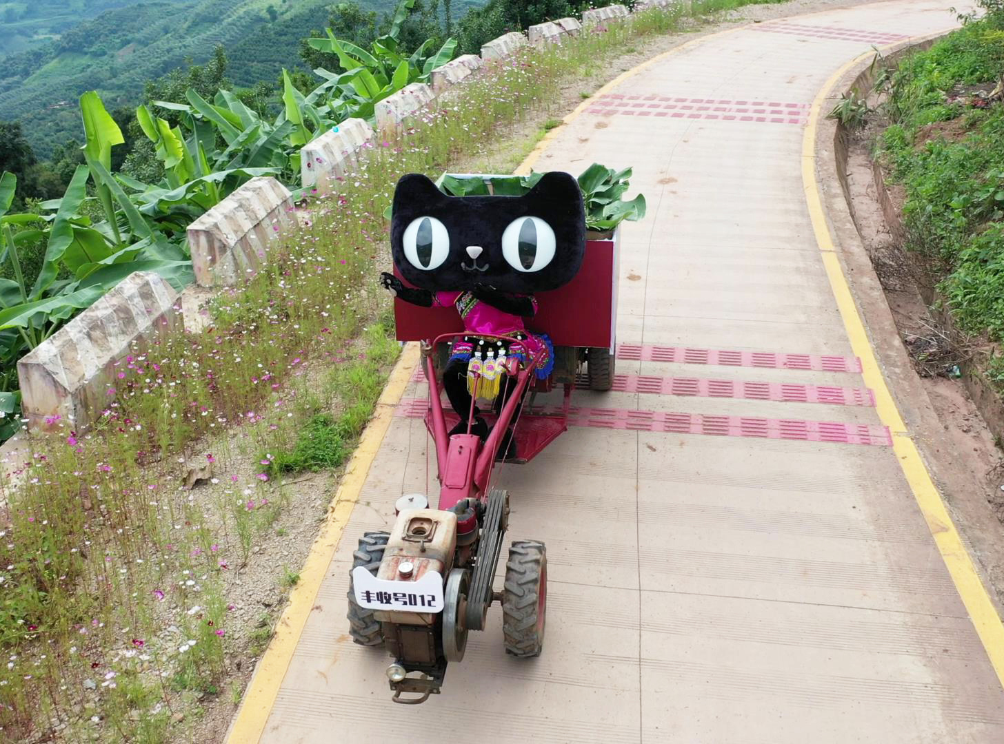 云南种植业什么最赚钱_云南种植项目_云南种植什么致富