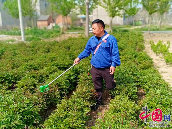 安徽亳州谯城区：白芍管理忙 致富路更广