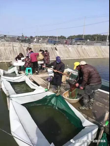 每日农经河蟹养殖技术视频_北方养殖河蟹技术视频_养殖河蟹的视频