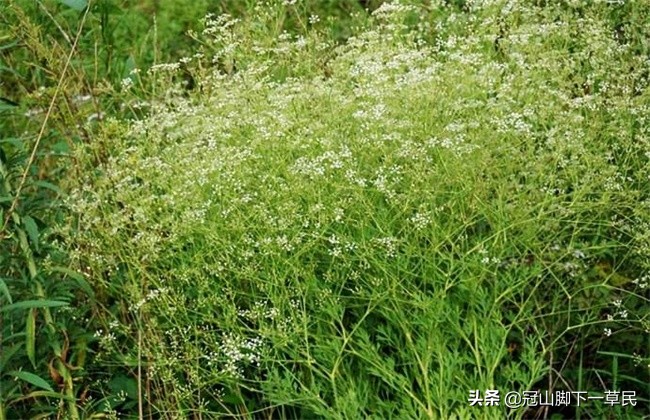 秋季芹菜种植技术和种植时间_秋季芹菜种植技术要点_秋季芹菜的种植技术