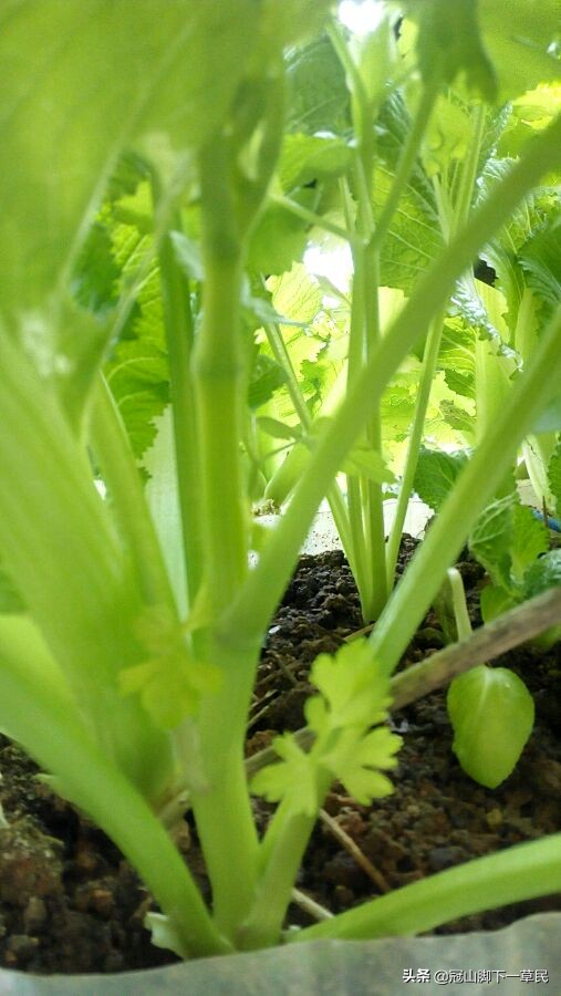 秋季芹菜种植技术要点_秋季芹菜的种植技术_秋季芹菜种植技术和种植时间