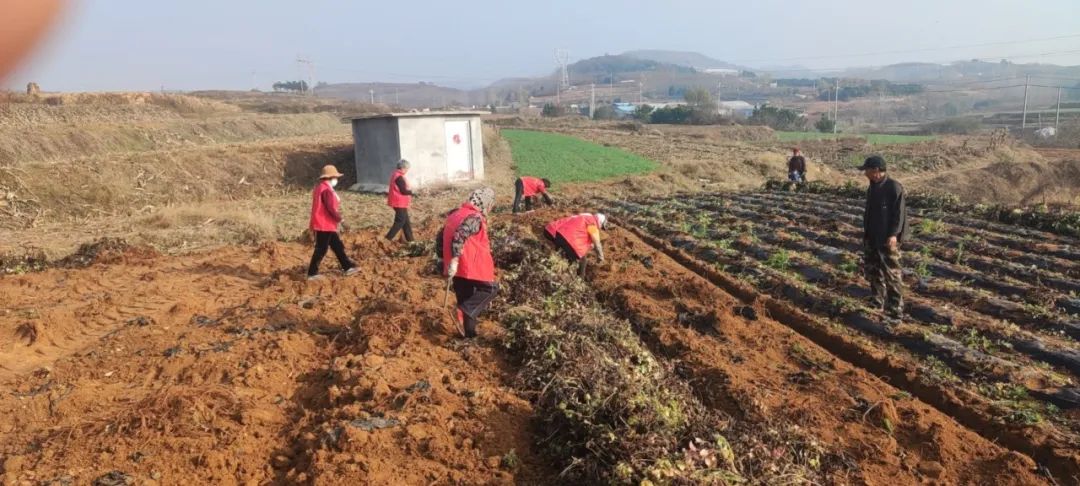 丹参种植致富_种植丹参的效益怎么样_致富种植丹参怎么样