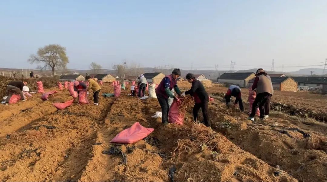 致富种植丹参怎么样_种植丹参的效益怎么样_丹参种植致富