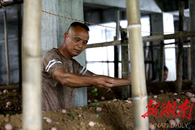 农村致富新项目种植业_种植致富业_沅陵致富项目种植