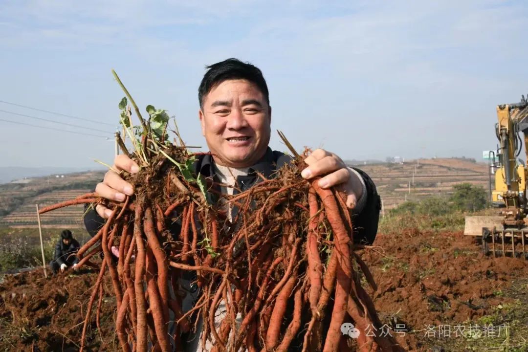 丹参种植经济效益_丹参种植致富_致富种植丹参怎么样