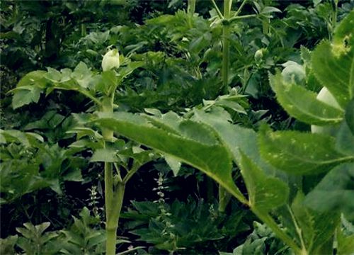 2019白芍种植前景如何？附种植技术介绍！