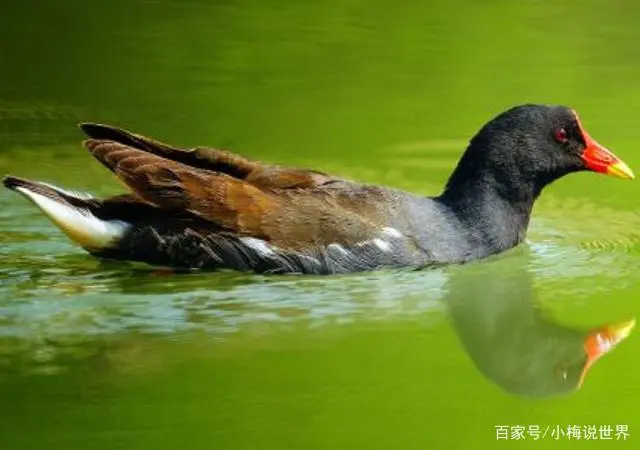 这种黑水鸡，喜欢在水里生活，选地方面要尤其重要