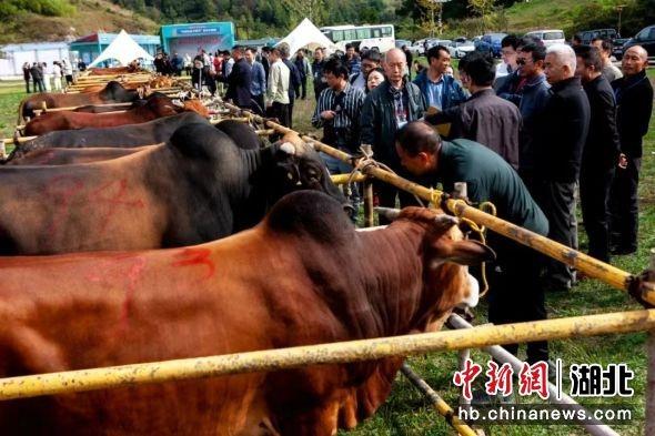 党建聚合力，将百里荒缔造为“百里旺”