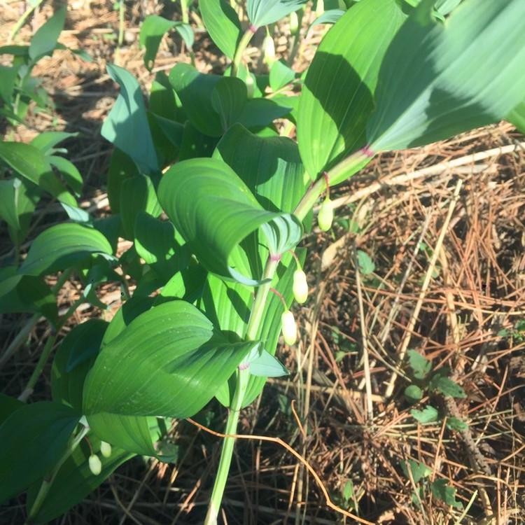 种植玉竹技术视频_种植玉竹技术要点_玉竹怎么种植技术