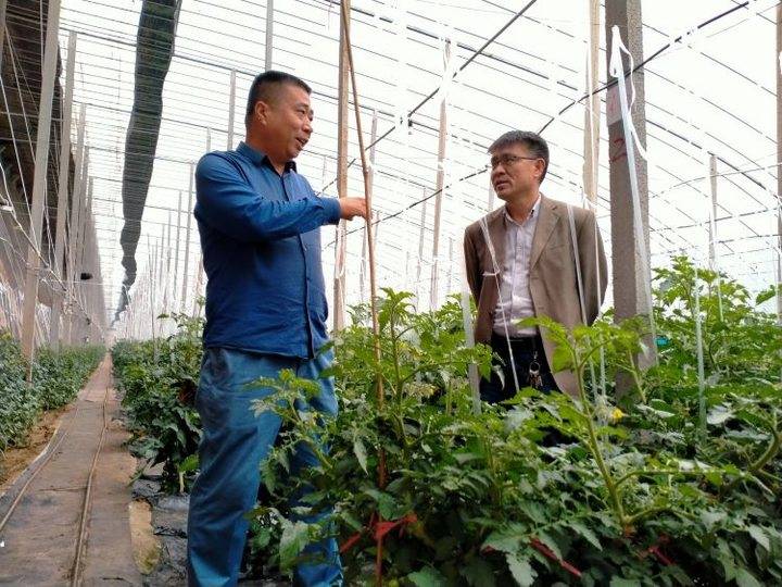 农业蔬菜种植技术视频_蔬菜种植小技巧视频_蔬菜种植技术视频播放