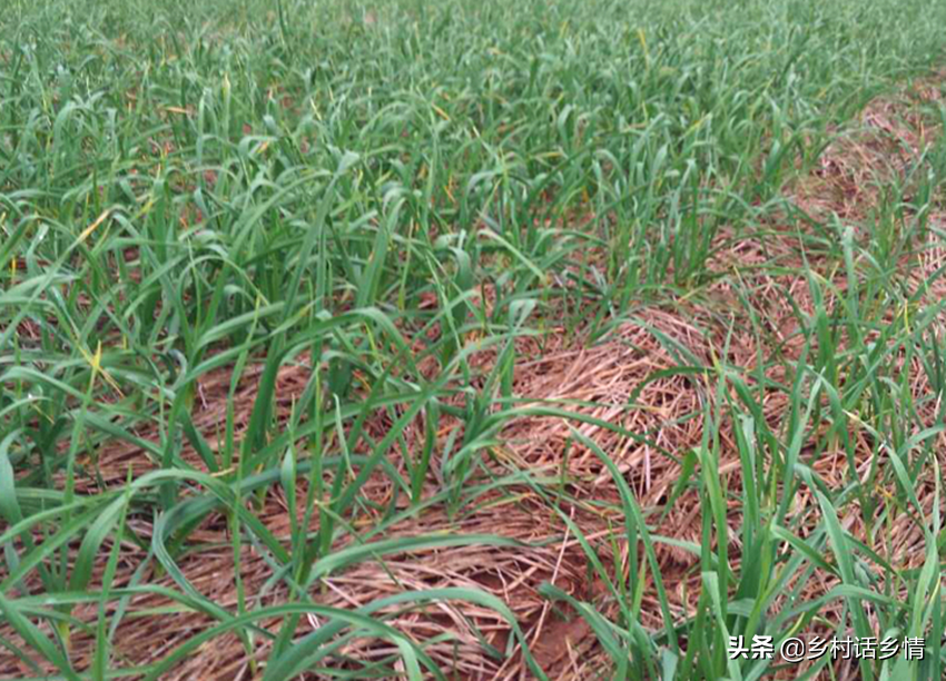 冬季韭菜种植技术_韭菜冬季种植技术要点_韭菜冬天种植方法