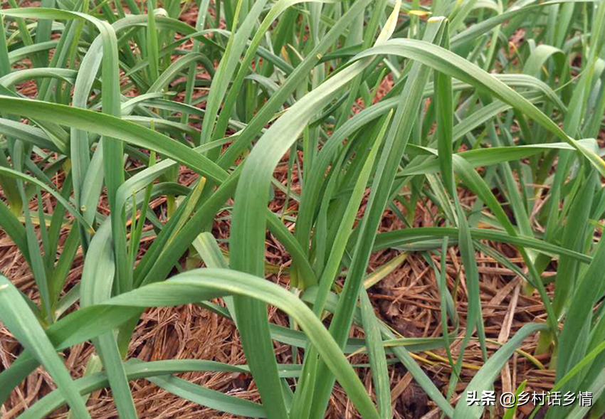 韭菜冬天种植方法_韭菜冬季种植技术要点_冬季韭菜种植技术