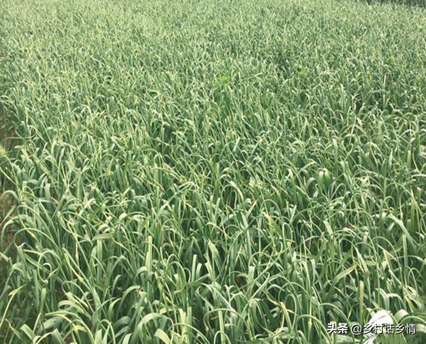 韭菜冬季种植技术要点_韭菜冬天种植方法_冬季韭菜种植技术