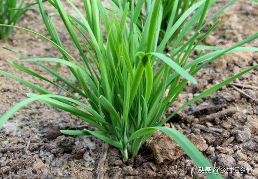 韭菜冬季种植技术要点_韭菜冬天种植方法_冬季韭菜种植技术