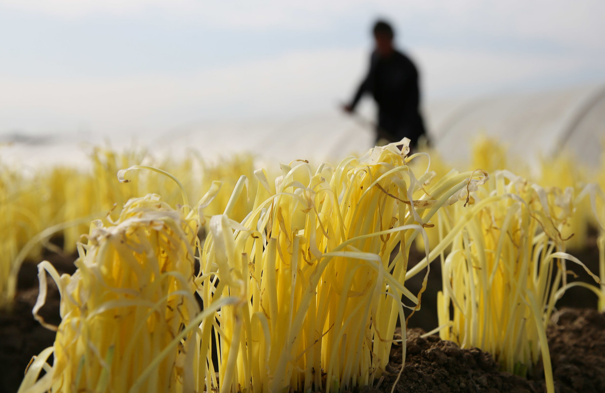 韭菜冬天怎么养殖_冬季韭菜种植技术_韭菜冬季种植技术视频