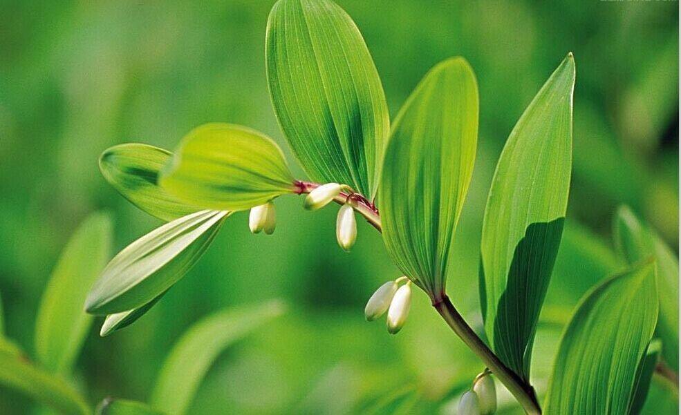 玉竹怎么种植技术_种植玉竹技术视频_种植玉竹技术要求