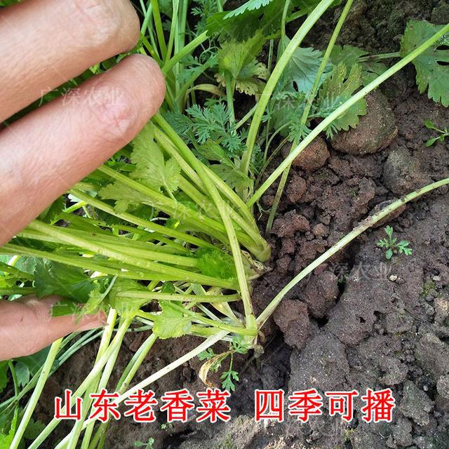 山东省临清市香菜秋季大田高效栽培关键技术