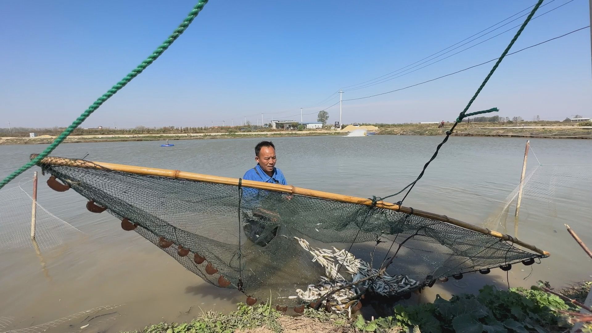 鳜鱼真实养殖利润_小河鱼养殖鳜鱼致富_致富小河养殖鱼鳜鱼视频