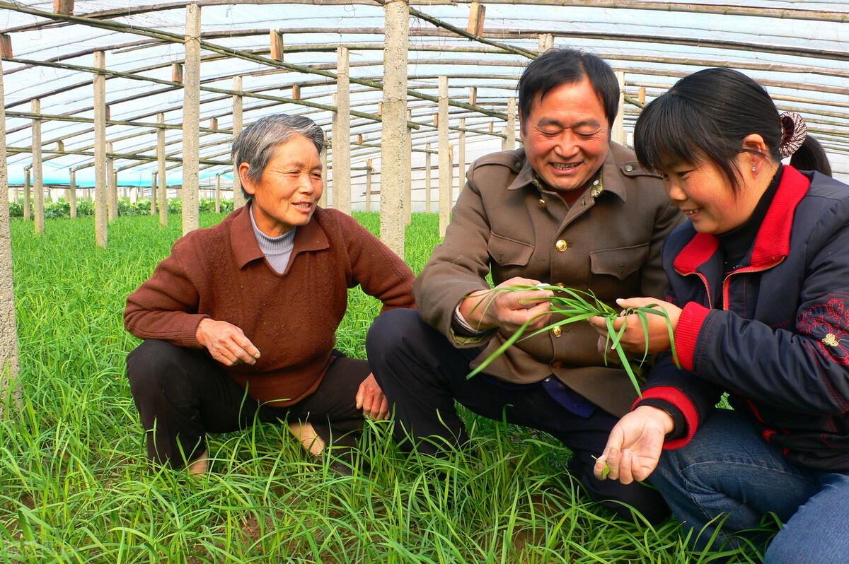 韭菜冬季种植技术视频_韭菜冬季种植技术要点_冬季韭菜种植技术