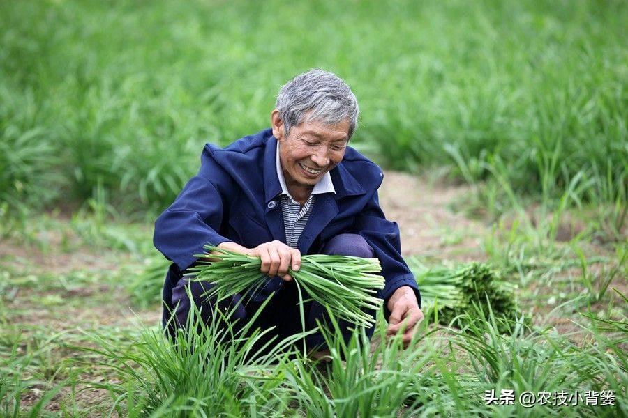 冬季韭菜种植技术_韭菜冬季种植技术要点_韭菜冬季种植技术与管理