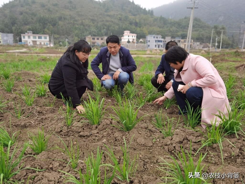 韭菜冬季种植技术要点_韭菜冬季种植技术与管理_冬季韭菜种植技术