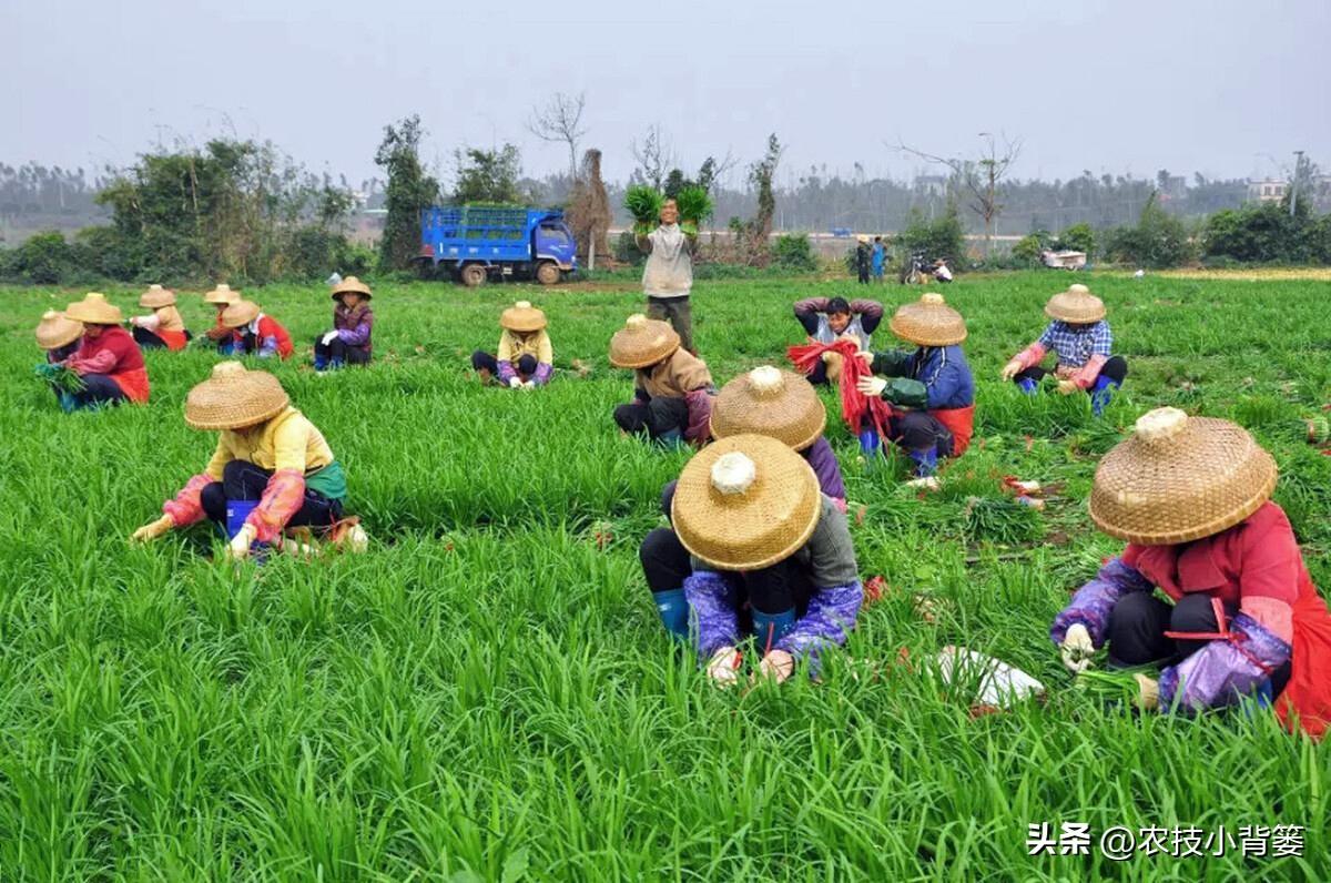 冬季韭菜种植技术_韭菜冬季种植技术要点_韭菜冬季种植技术与管理