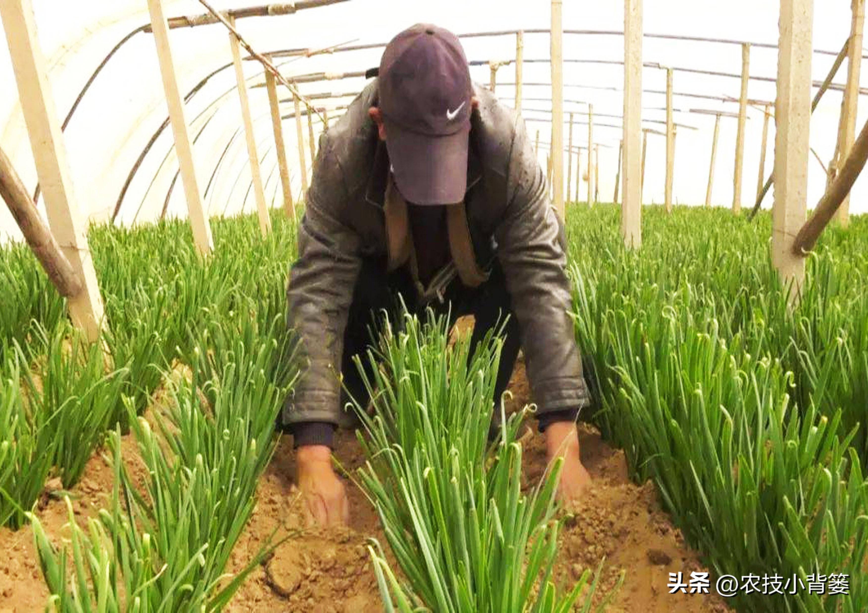 冬季韭菜种植技术_韭菜冬季种植技术要点_韭菜冬季种植技术与管理