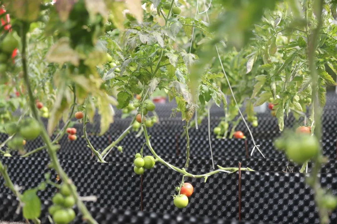 科技苑小西红柿种植技术_科技苑西红柿栽培技术视频_科技苑西红柿种植视频