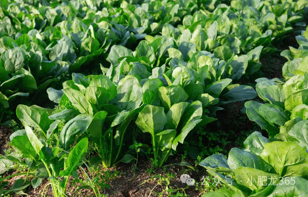 菠菜种植技术和管理方法_菠菜种植技术_菠菜种植技术要点