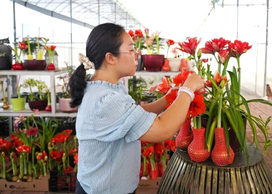 种植朱顶红致富_养殖朱顶红_农村朱顶红