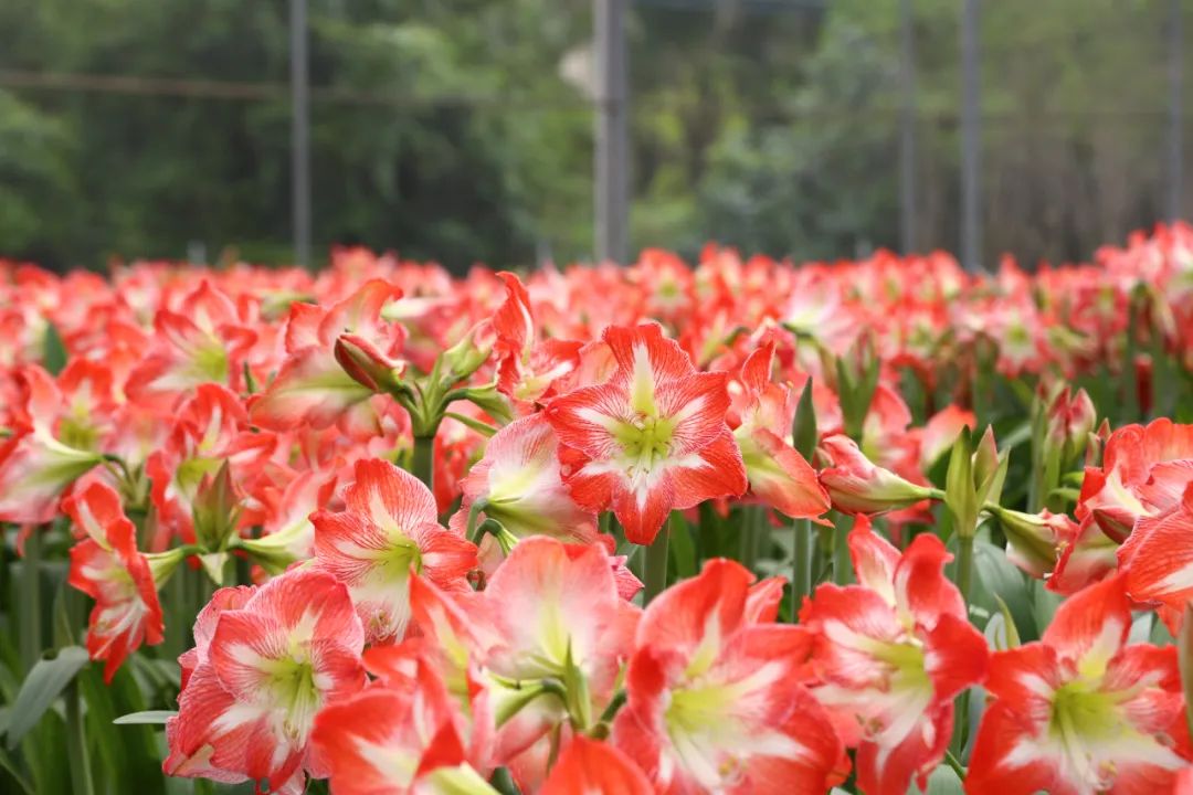 养殖朱顶红_农村朱顶红_种植朱顶红致富