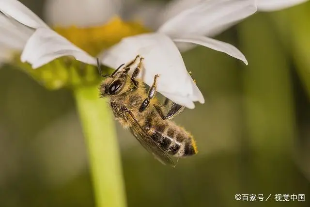 人工养殖中蜂，喂养方法有2种，哪种更适合你呢？