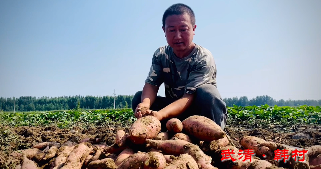 地瓜致富经_致富经野地瓜种植视频_致富经种红薯牛人