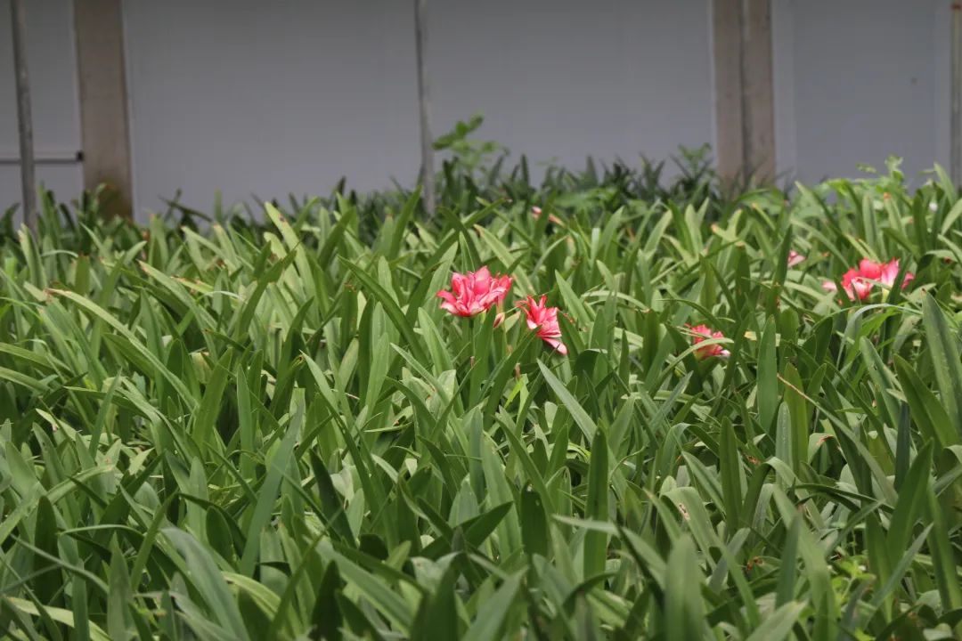 种植朱顶红致富_怎么种朱顶红种子_养殖朱顶红