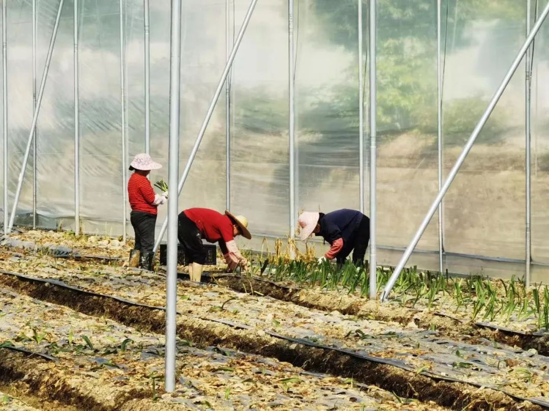 农村朱顶红_种植朱顶红致富_养殖朱顶红