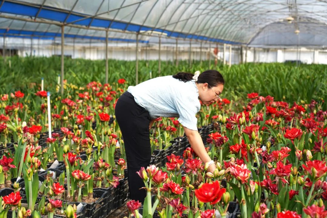 农村朱顶红_种植朱顶红致富_养殖朱顶红