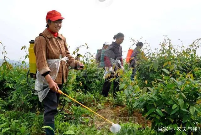 野兔养殖视频致富经_视频致富养殖野兔是真的吗_养殖野兔子前景如何