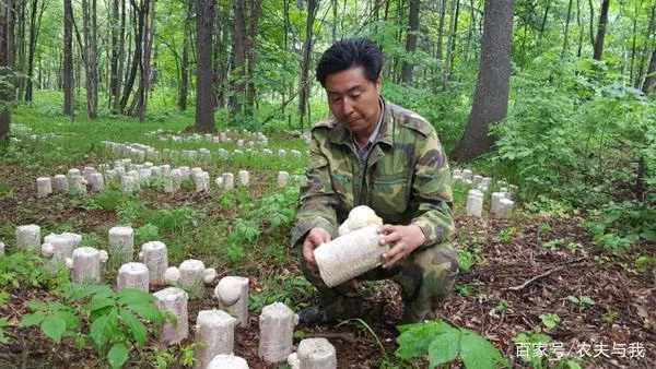 视频致富养殖野兔是真的吗_养殖野兔子前景如何_野兔养殖视频致富经