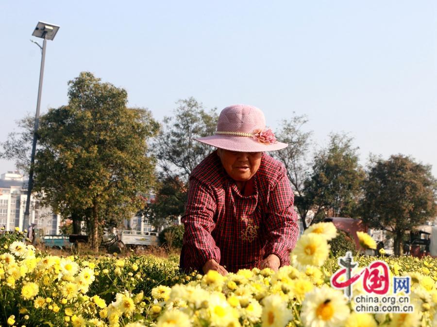 致富种植草药有哪些_致富种植草药图片_种植致富草药