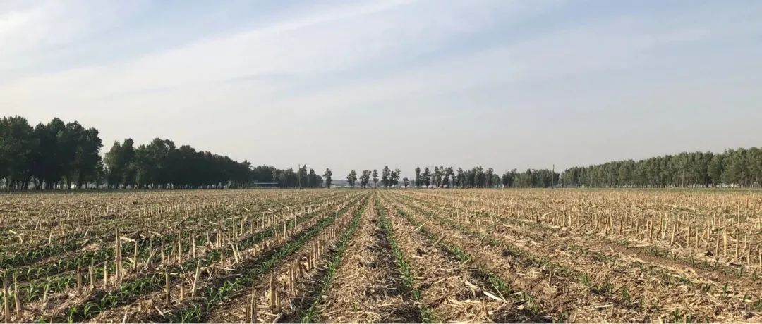 致富东北种地种植视频_东北种植业什么前景最好农村_东北种地种植致富