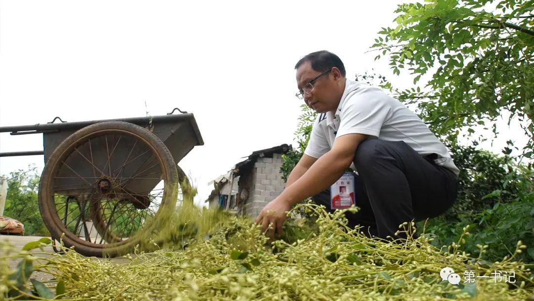 广西致富种植项目_广西全州种植致富_广西种植大户名单