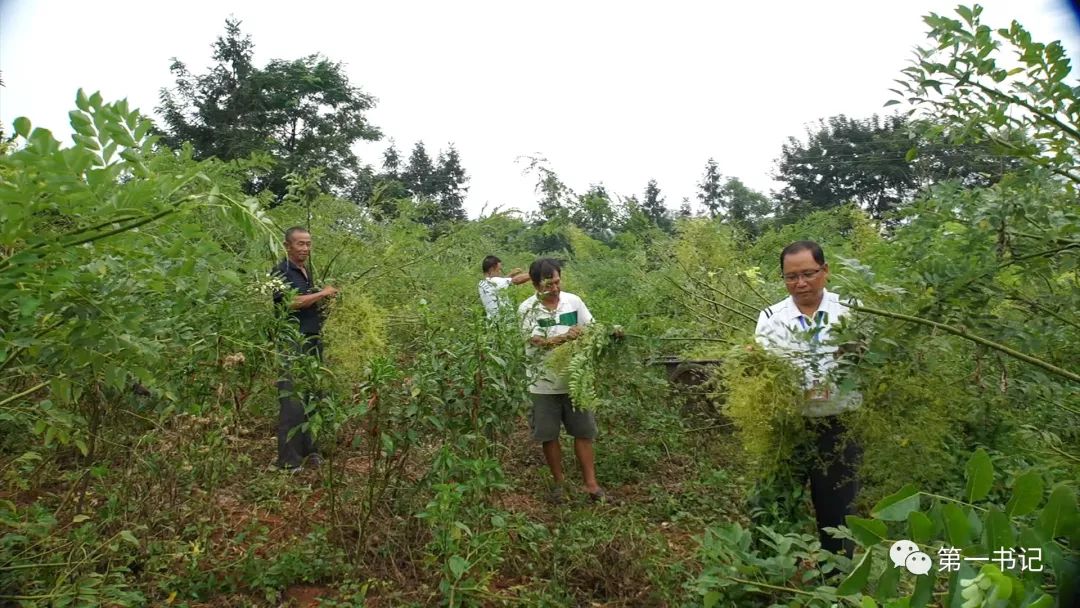 广西致富种植项目_广西全州种植致富_广西种植大户名单