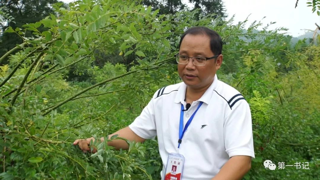 广西种植大户名单_广西全州种植致富_广西致富种植项目