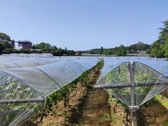 广西山区种植什么致富_广西全州种植致富_广西种植大户名单