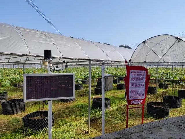 广西全州种植致富_广西种植大户名单_广西山区种植什么致富