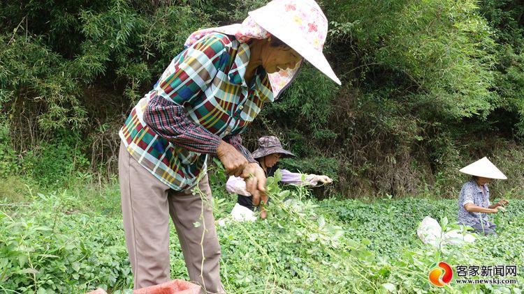 安远镇岗：种下中草药 开出“致富方”