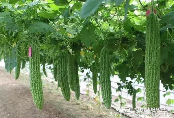 苦瓜种植高手的管理绝招！