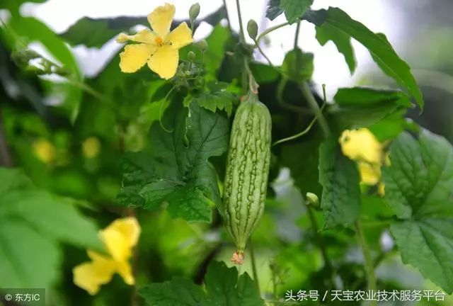 苦爪栽培种植技术_种植苦瓜的方法_苦爪的种植技术